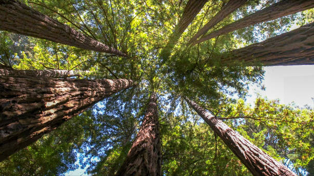 Salem, NC Tree Removal and Landscaping Services Company